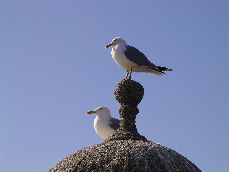 IMGP7297.JPG