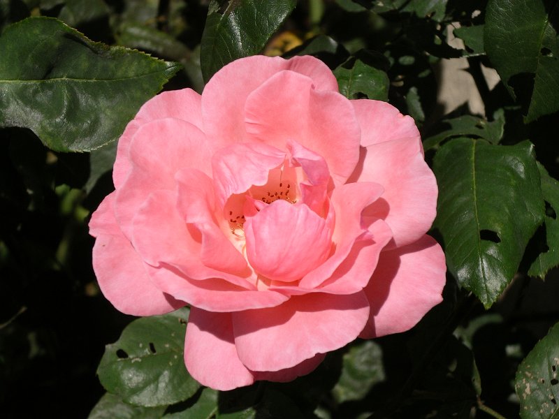 IMGP7322.JPG