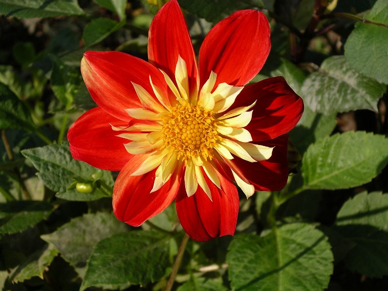 IMGP7503.JPG