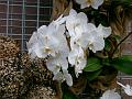 PICT0035