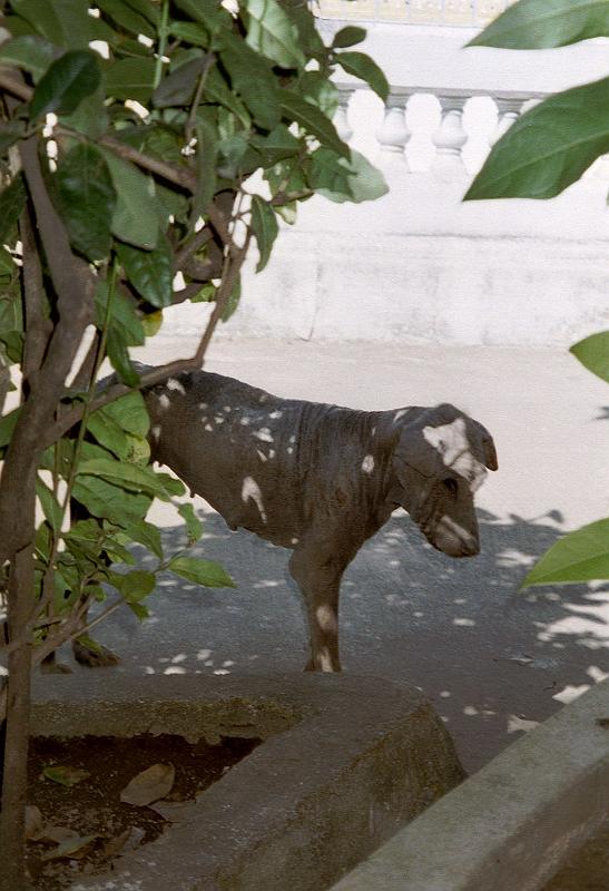 Thai2002_0117.JPG
